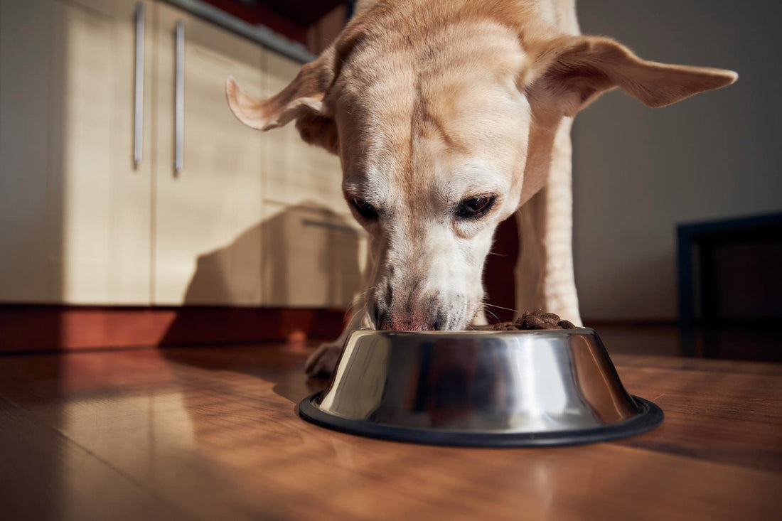 What Goes Inside a Dog Supplement — And Why It Matters