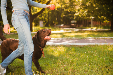 Top Joint Supplements for Dogs in India — What’s Worth Considering