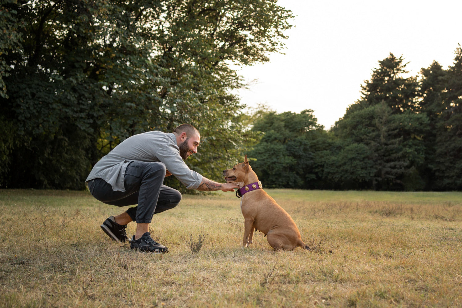 Immunity Supplements for Dogs — Strengthening Your Dog’s Defences Naturally