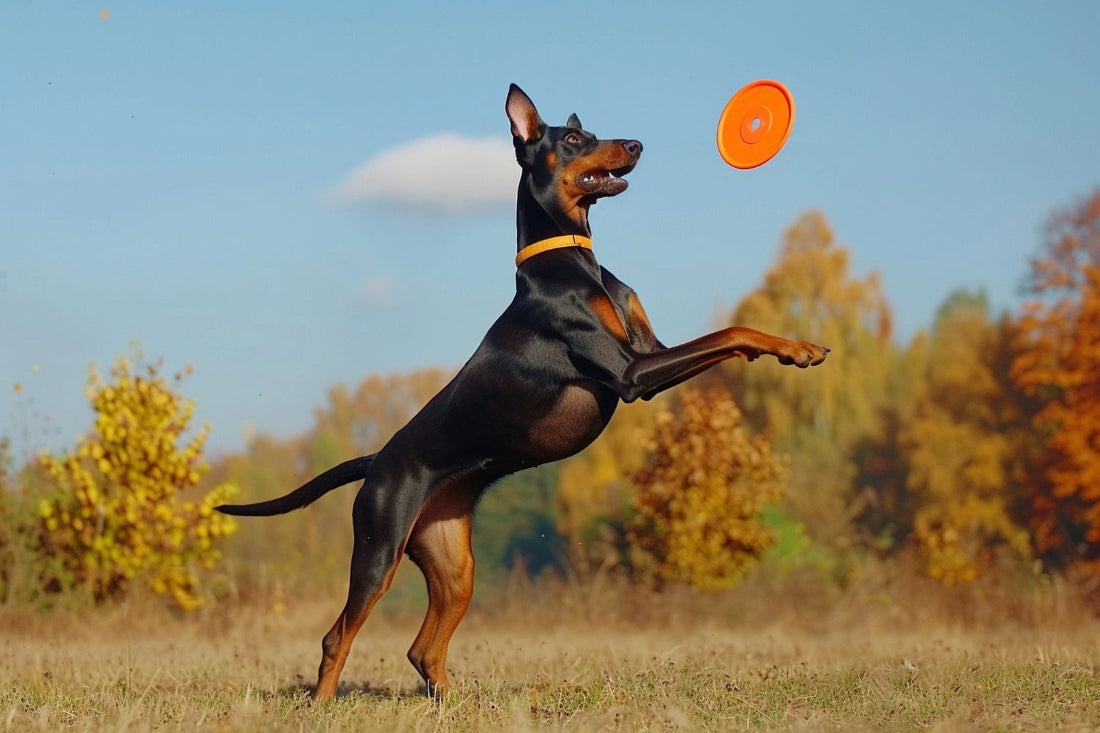 Natural Supplements for Dogs — Boosting Energy & Strength the Healthy Way