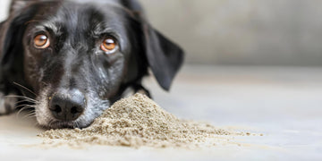 Dog Powder Supplements: Benefits, Safety & How to Use Them (Complete Guide)