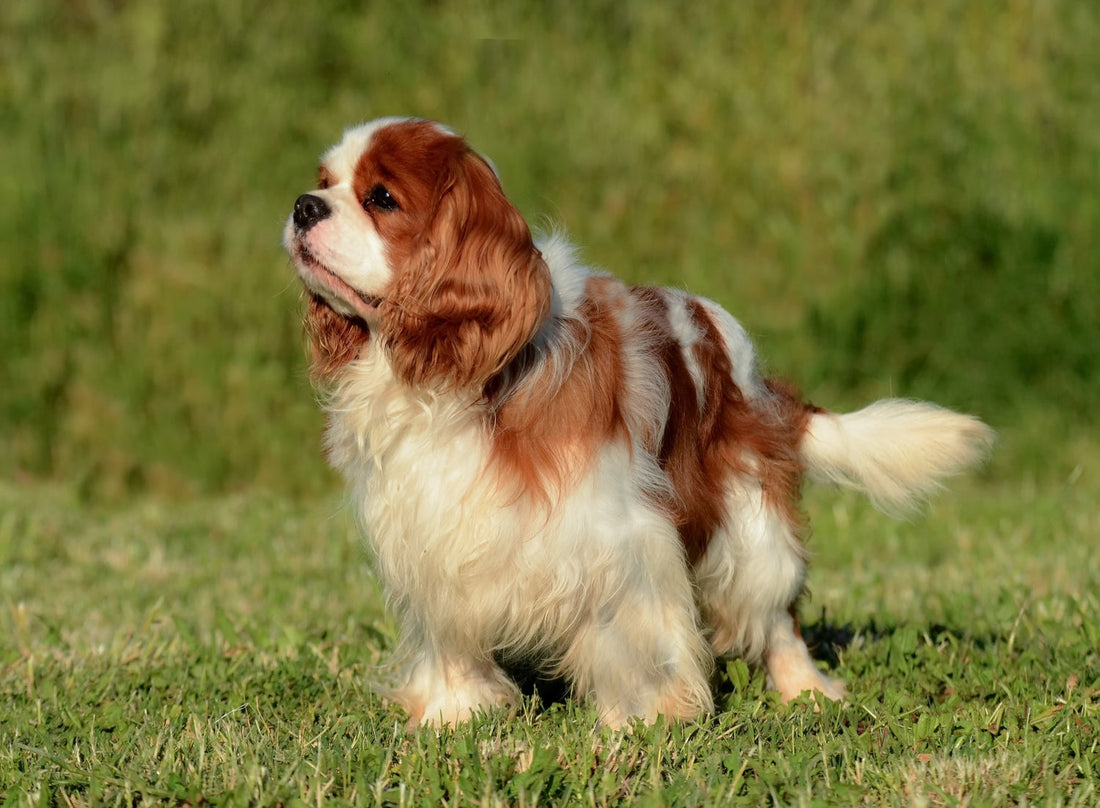 Skin & Coat Supplements for Dogs — Helping Your Dog Glow from Within
