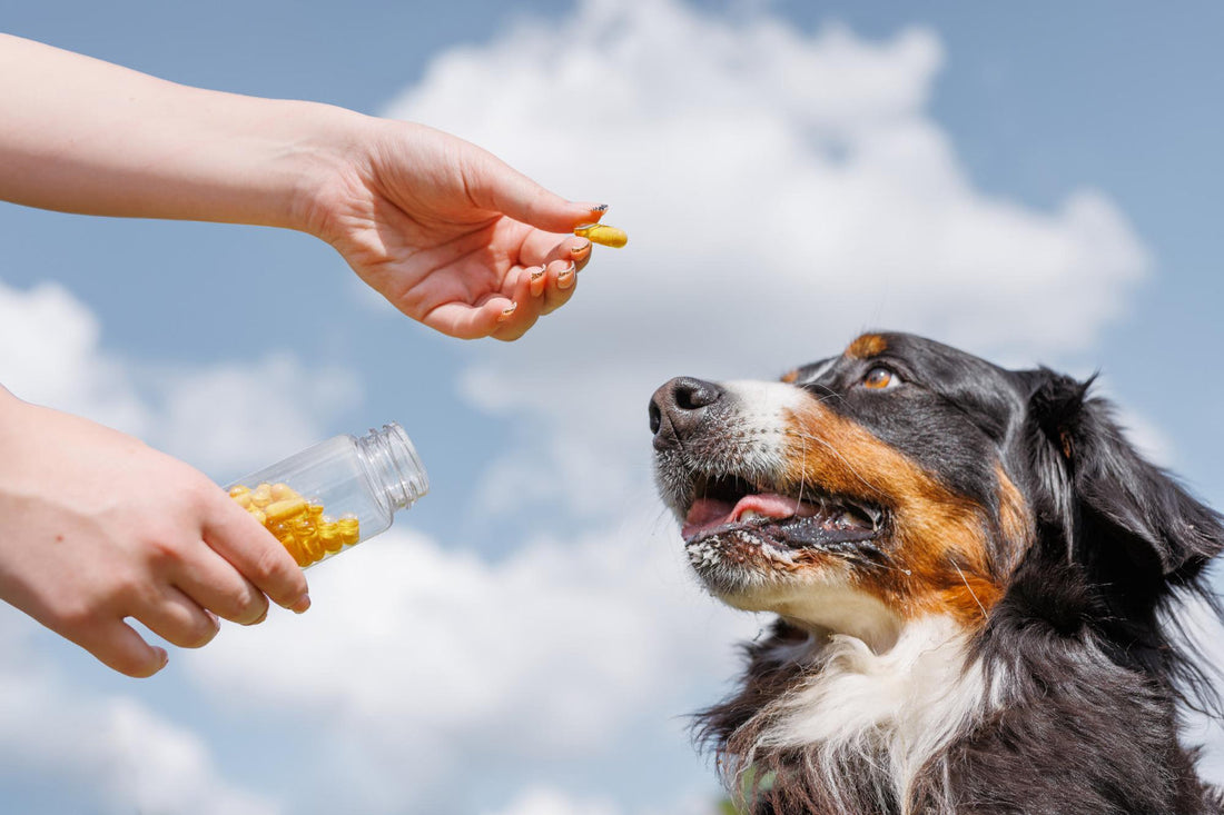 How to Choose the Right Powder Supplement for Your Dog