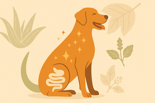 From Tummy to Coat: How Ayurveda Can Help Common Dog Concerns