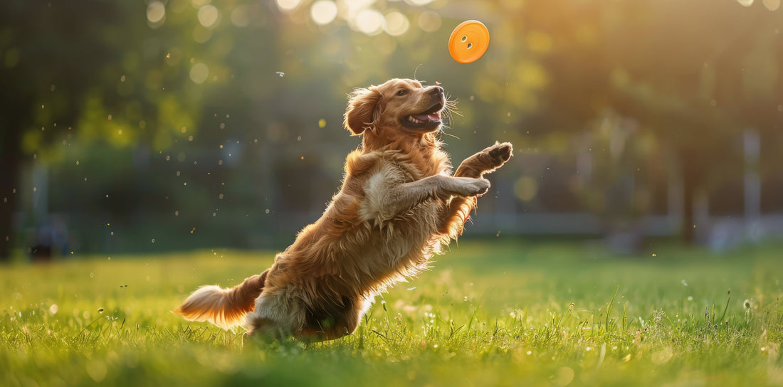 Best Joint Supplements for Dogs: Ingredients, Benefits & How to Choose