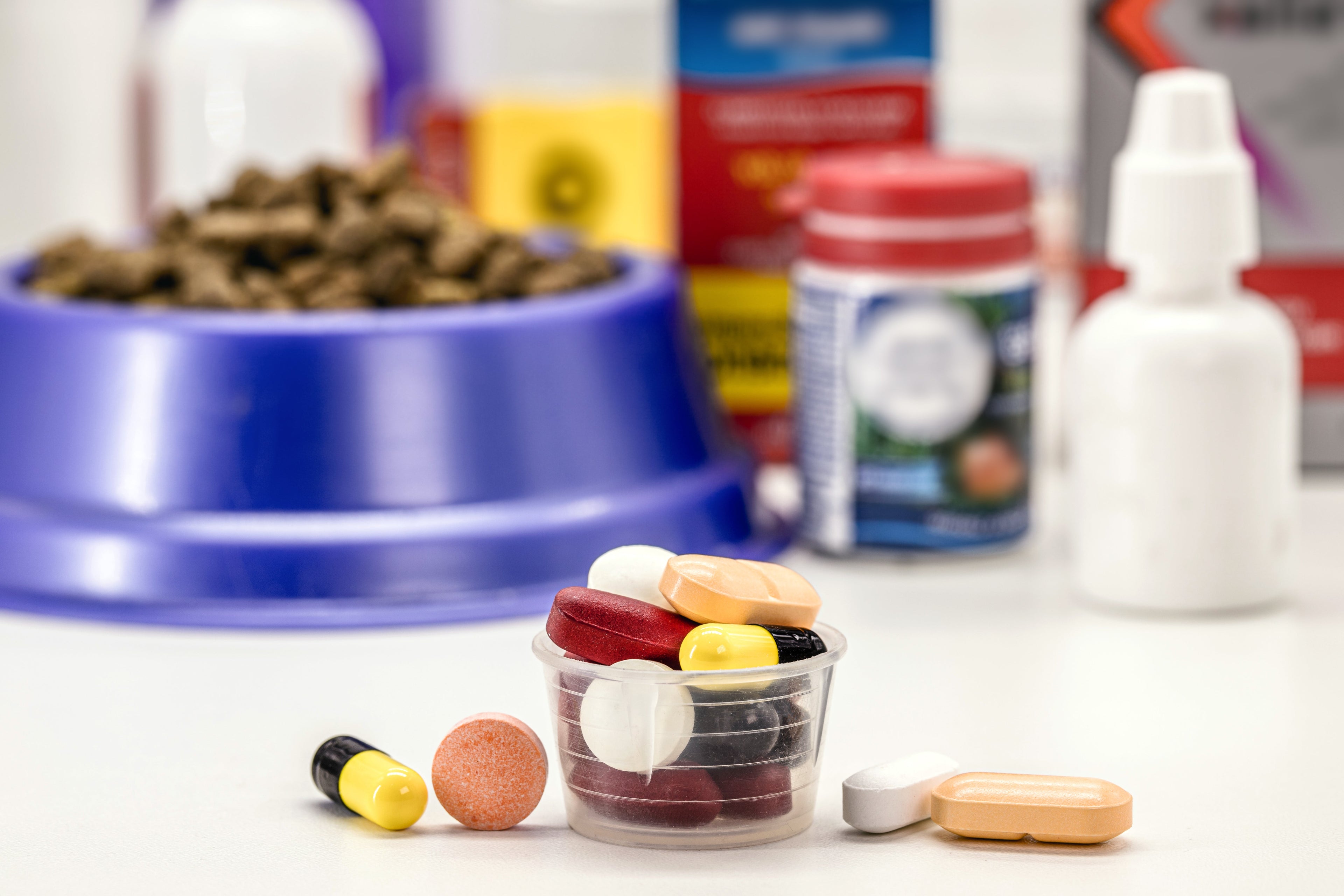 Complete Guide to Supplements for Dogs: What Your Pup Really Needs