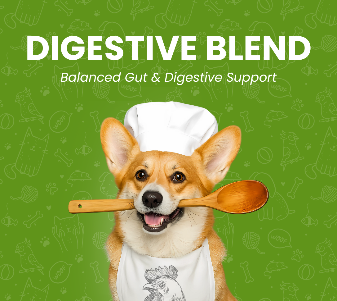 Balanced Gut & Digestive Support